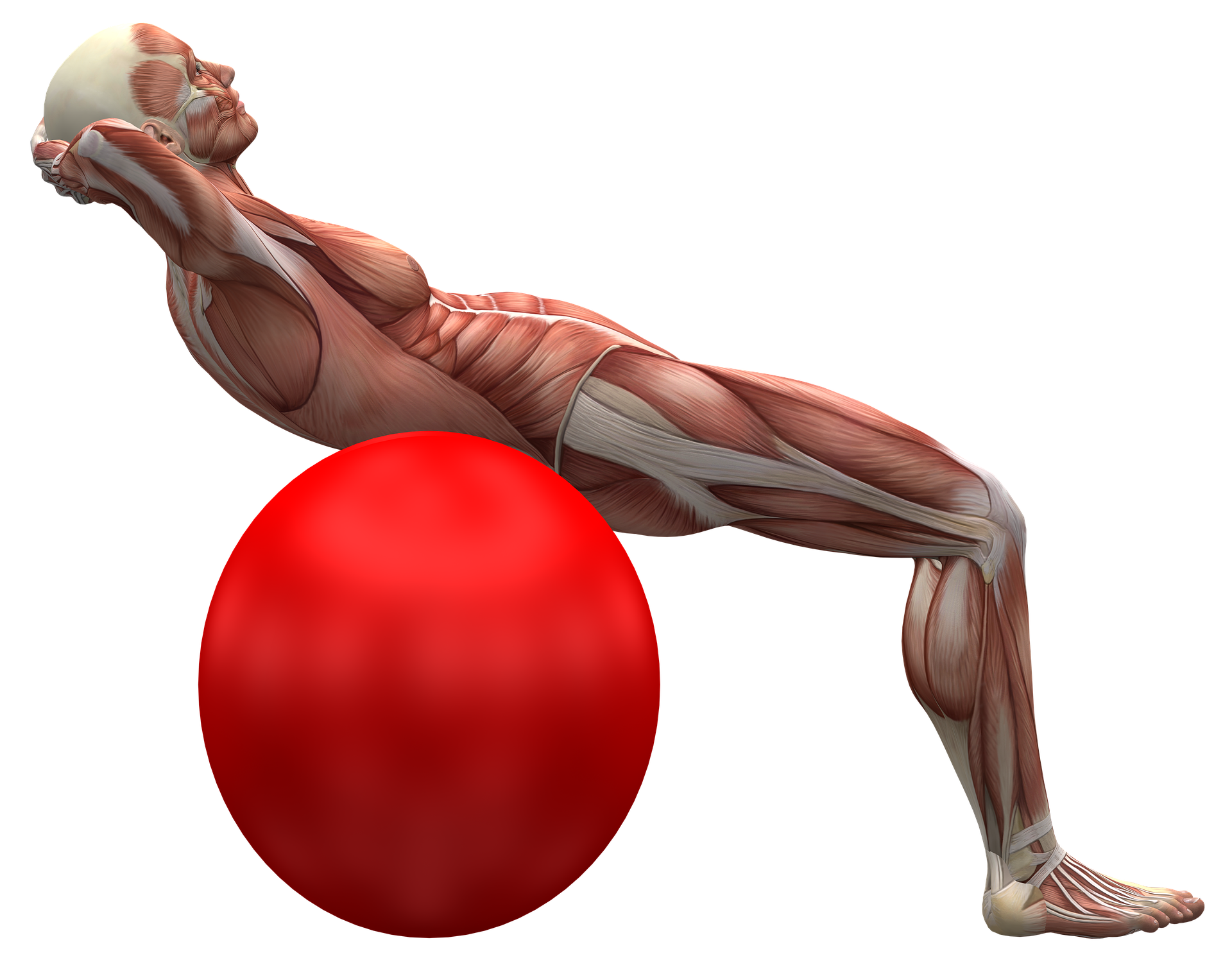 exercise-ball-2277451_1920