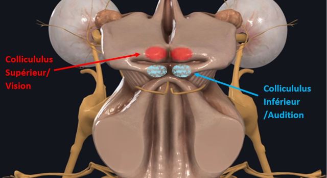 colliculi supérieurs et inférieurs