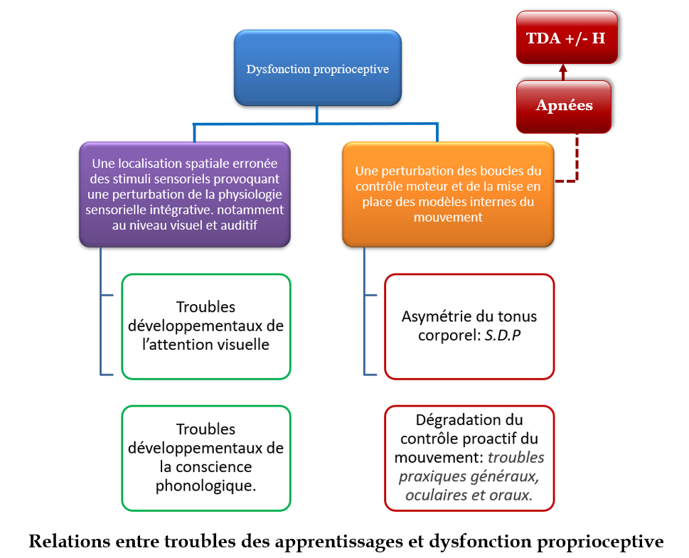 relation troubles des apprentissages et dysfonction proprioceptive