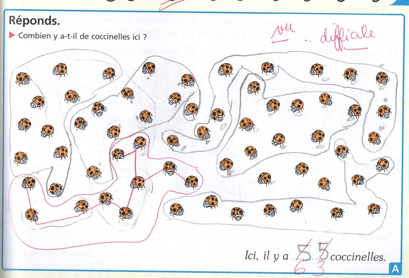 dénombrement coccinelles
