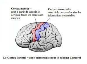 cortex-sparietal
