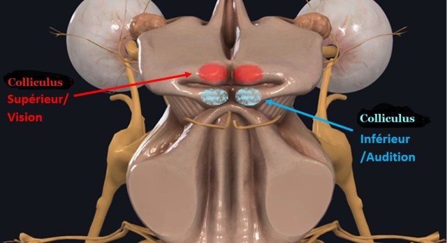 Colliculi supérieurs et inférieurs
