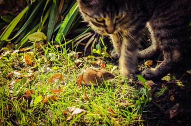 mouse-485642_1920