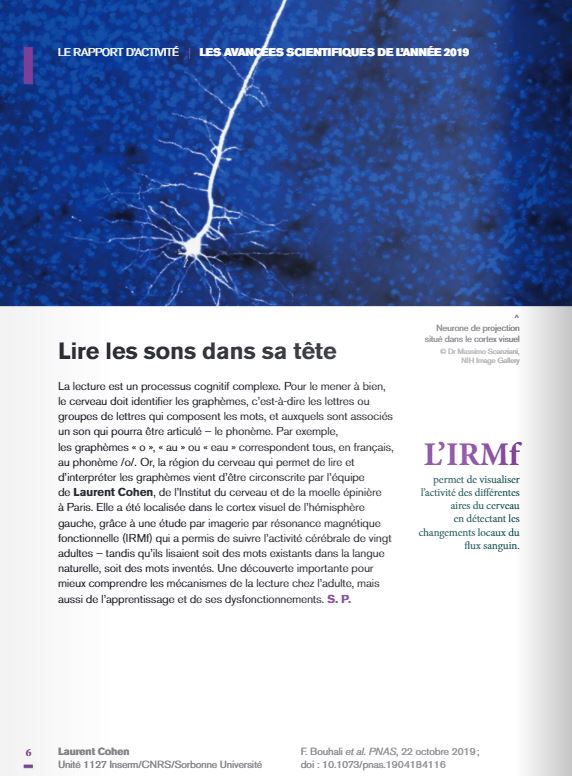 cortex visuel